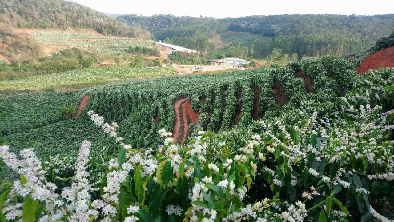 Fazenda Café GRT43